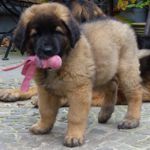 Anouk (Agathe Magic), Gelbes Halsband